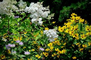 What’s Blooming at the WVBG?